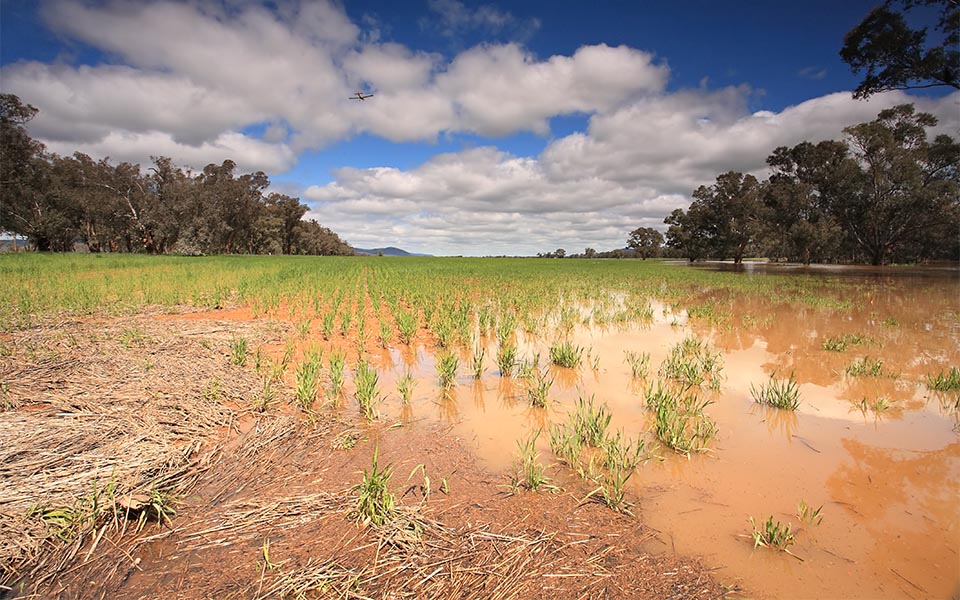 Flooded crops in Central West NSW
