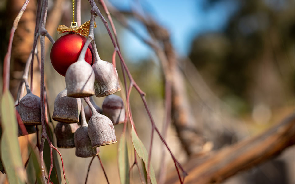 Christmas bauble hanging in an eucalyptus tree